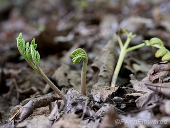 New and old growth